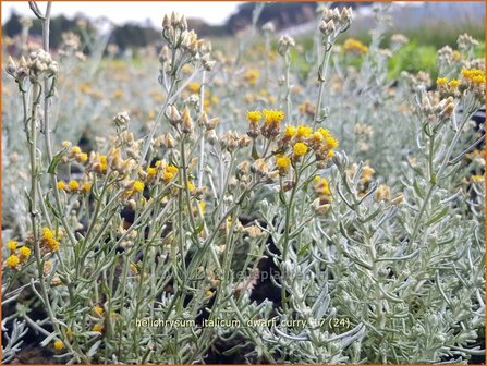 Helichrysum italicum &#039;Dwarf Curry&#039; | Kerrieplant, Strobloem | Italienische Strohblume