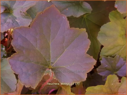 Heuchera &#039;Walnut&#039; | Purperklokje | Purpurgl&ouml;ckchen