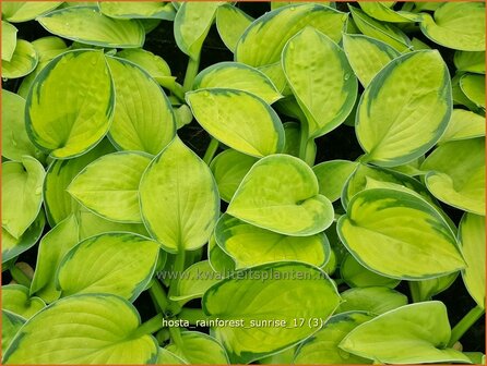 Hosta &#039;Rainforest Sunrise&#039; | Hosta, Hartlelie, Funkia | Funkie