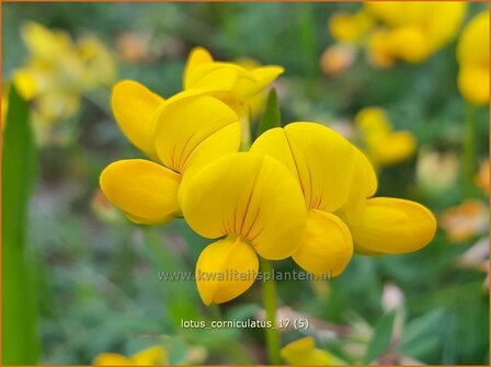 Lotus corniculatus | Rolklaver | Hornklee