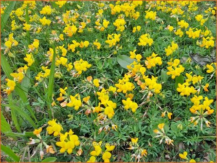 Lotus corniculatus | Rolklaver | Hornklee