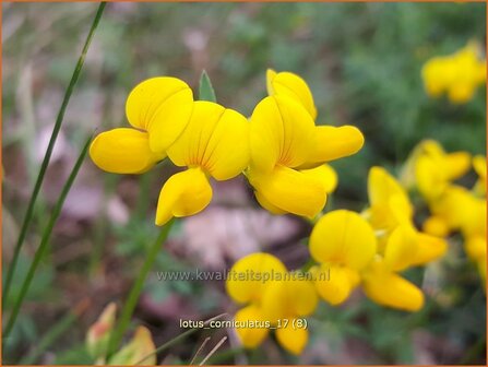 Lotus corniculatus | Rolklaver | Hornklee