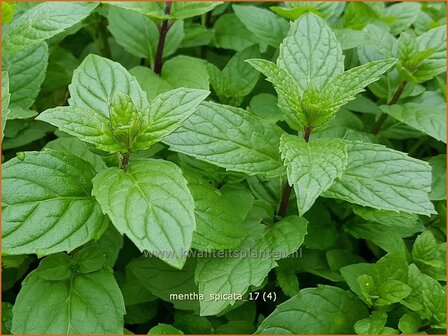 Mentha spicata | Groene munt, Kruizemunt, Marokkaanse munt, Munt | &Auml;hrige Minze