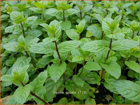 Mentha spicata | Groene munt, Kruizemunt, Marokkaanse munt, Munt | &Auml;hrige Minze