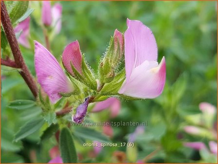 Ononis spinosa | Kattendoorn, Stalkruid | Dornige Hauhechel