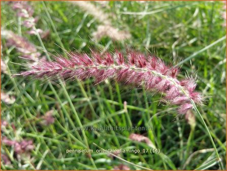 Pennisetum orientale &#039;Flamingo&#039; | Lampenpoetsersgras, Borstelveergras | Orientalisches Lampenputzergras