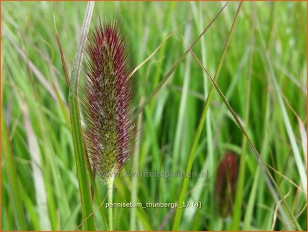 Pennisetum thunbergii | Lampenpoetsersgras, Borstelveergras | Federborstengras