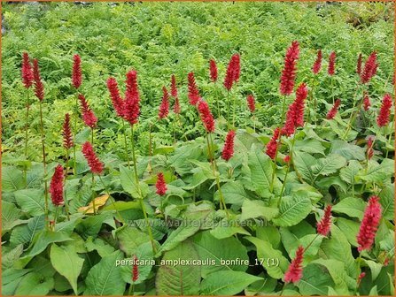 Persicaria amplexicaulis &#039;Bonfire&#039; | Adderwortel, Duizendknoop | Kerzenkn&ouml;terich