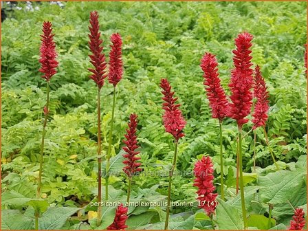 Persicaria amplexicaulis &#039;Bonfire&#039; | Adderwortel, Duizendknoop | Kerzenkn&ouml;terich