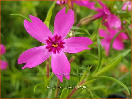 Phlox &#039;Crimson Beauty&#039; | Kruipphlox, Vlambloem, Flox, Floks | Polsterphlox