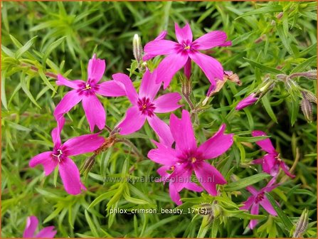 Phlox &#039;Crimson Beauty&#039; | Kruipphlox, Vlambloem, Flox, Floks | Polsterphlox