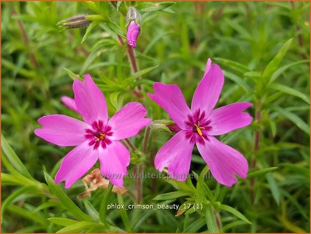 Phlox &#039;Crimson Beauty&#039; | Kruipphlox, Vlambloem, Flox, Floks | Polsterphlox