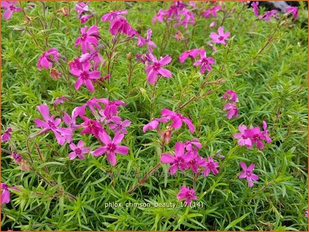 Phlox &#039;Crimson Beauty&#039; | Kruipphlox, Vlambloem, Flox, Floks | Polsterphlox