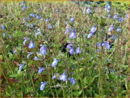 Salvia forreri | Salie, Salvia | Salbei