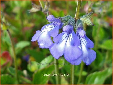 Salvia forreri | Salie, Salvia | Salbei