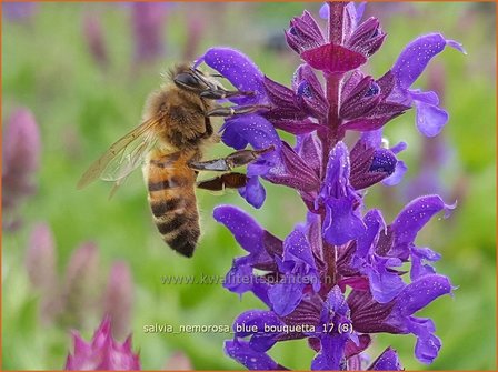 Salvia nemorosa &#039;Blue Bouquetta&#039; | Bossalie, Salie, Salvia | Steppensalbei