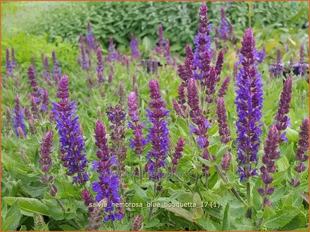 Salvia nemorosa &#039;Blue Bouquetta&#039; | Bossalie, Salie, Salvia | Steppensalbei