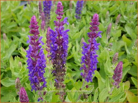 Salvia nemorosa &#039;Blue Bouquetta&#039; | Bossalie, Salie, Salvia | Steppensalbei