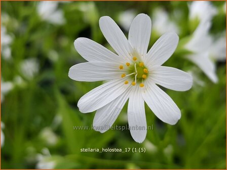 Stellaria holostea | Grootbloemig muur, Grote muur, Muur | Gro&szlig;bl&uuml;tige Sternmiere