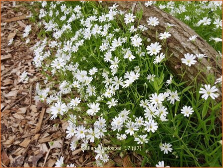 Stellaria holostea | Grootbloemig muur, Grote muur, Muur | Gro&szlig;bl&uuml;tige Sternmiere