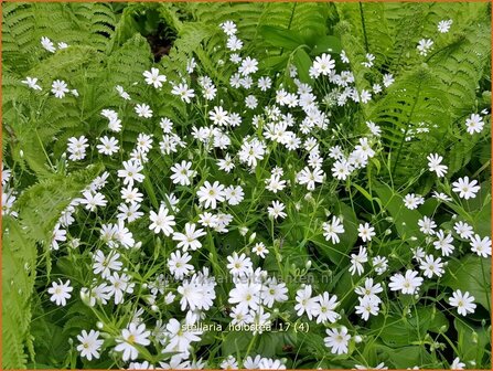 Stellaria holostea | Grootbloemig muur, Grote muur, Muur | Gro&szlig;bl&uuml;tige Sternmiere