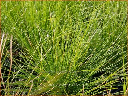 Stipa trichotoma | Vedergras | Chilenisches Nadelgras