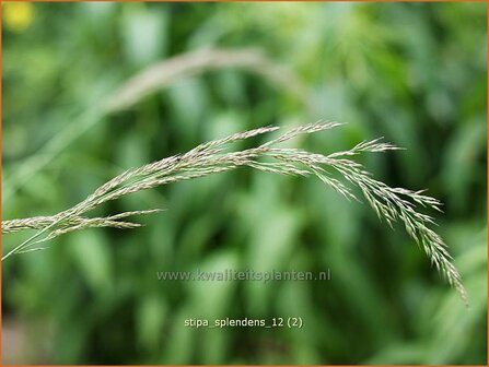 Stipa splendens | Vedergras | Gl&auml;nzendes Raugras