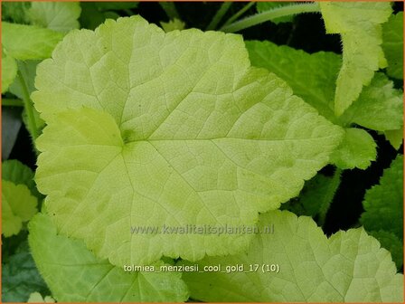 Tolmiea menziesii &#039;Cool Gold&#039; | Kindje-op-moeders-schoot | Henne mit K&uuml;ken