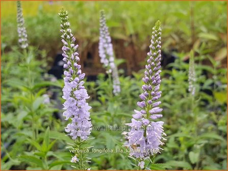 Veronica longifolia &#039;Lila Karina&#039; | Lange ereprijs, Ereprijs | Langbl&auml;ttriger Ehrenpreis