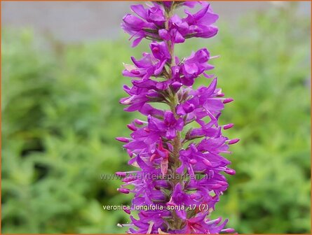 Veronica longifolia &#039;Sonja&#039; | Lange ereprijs, Ereprijs | Langbl&auml;ttriger Ehrenpreis