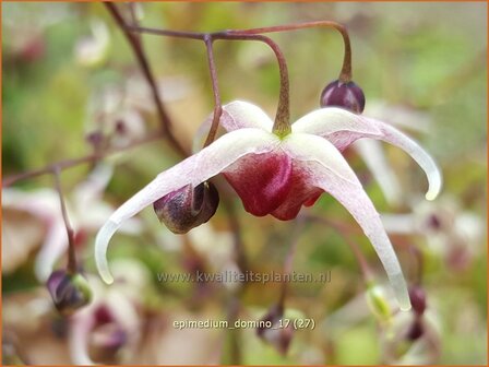 Epimedium &#039;Domino&#039; | Elfenbloem | Elfenblume