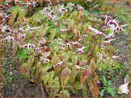 Epimedium &#039;Domino&#039; | Elfenbloem | Elfenblume