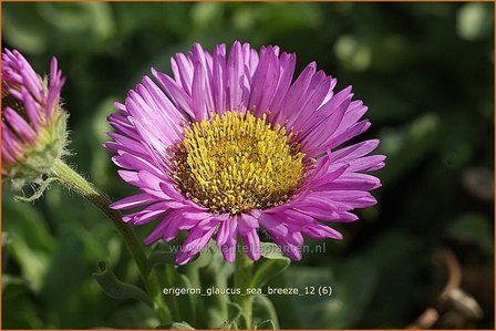 Erigeron glaucus &#039;Sea Breeze&#039; | Fijnstraal | Strand-Berufkraut