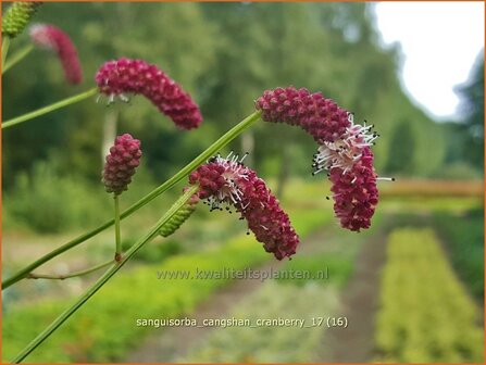 Sanguisorba &#039;Cangshan Cranberry&#039; | Pimpernel, Sorbenkruid | Wiesenknopf