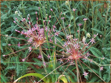 Allium schubertii | Sierui, Look | Kleinasiatischer Zier-Lauch