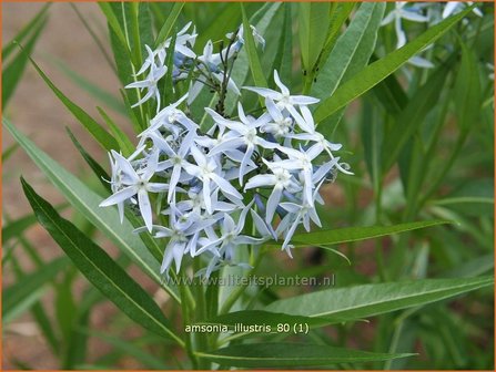 Amsonia illustris | Blauwe ster, Stermaagdenpalm | Prachtvoller R&ouml;hrenstern