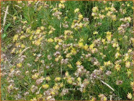 Anthyllis vulneraria | Rode wondklaver, Wondklaver | Gew&ouml;hnlicher Wundklee