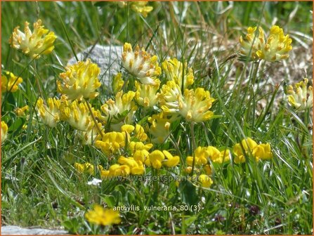 Anthyllis vulneraria | Rode wondklaver, Wondklaver | Gew&ouml;hnlicher Wundklee