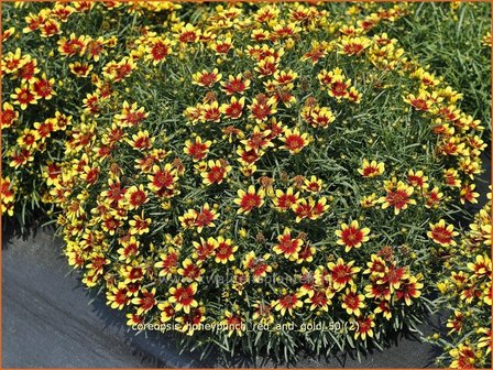 Coreopsis &#039;Honeybunch Red and Gold&#039; | Meisjesogen | Quirlbl&auml;ttriges M&auml;dchenauge