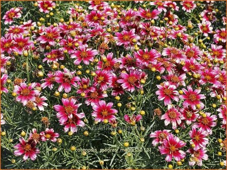 Coreopsis &#039;Madras Magic&#039; | Meisjesogen | M&auml;dchenauge