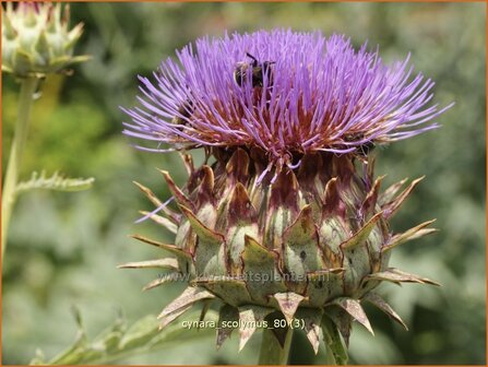 Cynara scolymus | Artisjok | Artischocke | Green Artichoke