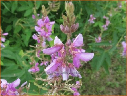 Desmodium canadense | Wandelklee