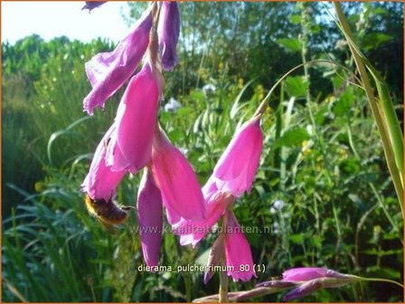 Dierama pulcherrimum | Engelenhengel | Trichterschwertel