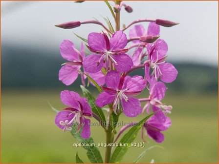 Epilobium angustifolium | Wilgenroosje | Waldweidenr&ouml;schen