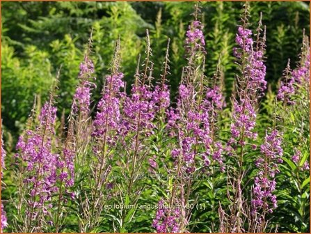 Epilobium angustifolium | Wilgenroosje | Waldweidenr&ouml;schen