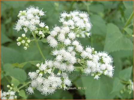 Eupatorium rugosum | Koninginnekruid, Leverkruid | Runzeliger Wasserdost