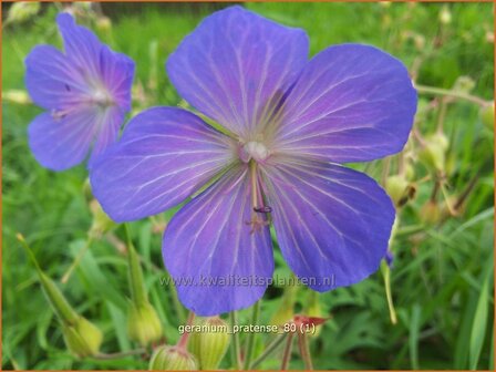 Geranium pratense | Beemdooievaarsbek, Ooievaarsbek, Tuingeranium | Wiesen-Storchschnabel