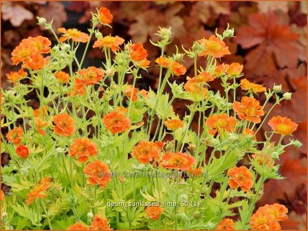 Geum &#039;Sunkissed Lime&#039; | Nagelkruid | Nelkenwurz