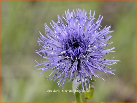 Globularia trichosantha | Kogelbloem | Behaarte Kugelblume