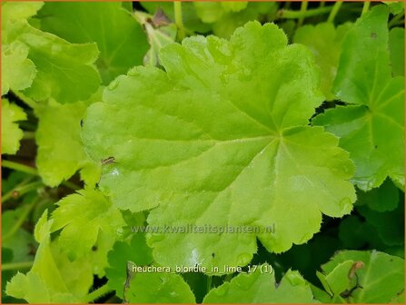 Heuchera &#039;Brownies&#039; | Purperklokje | Purpurgl&ouml;ckchen